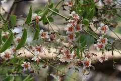 Stereospermum suaveolens